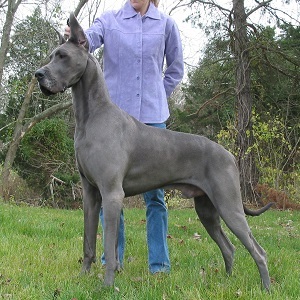 great dane