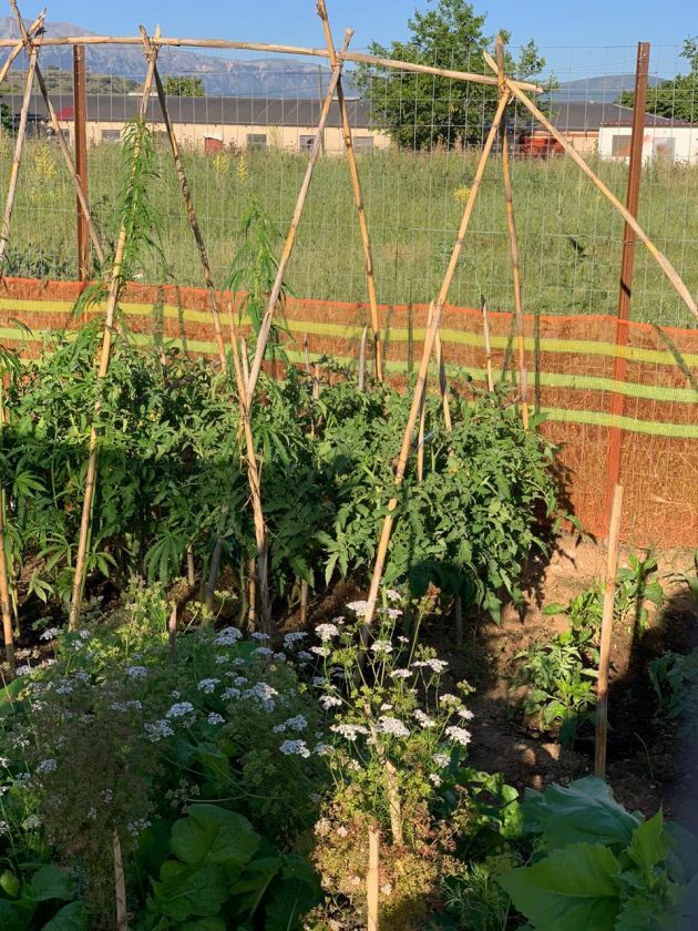 δομη κατσικα ιωάννινα ναρκωτικά