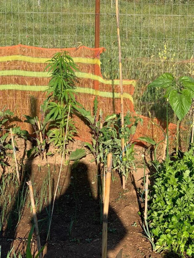 δομη κατσικα ιωάννινα ναρκωτικά