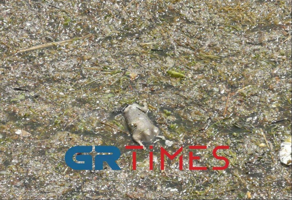 thermaikos rypansi grtimes eidiseis3