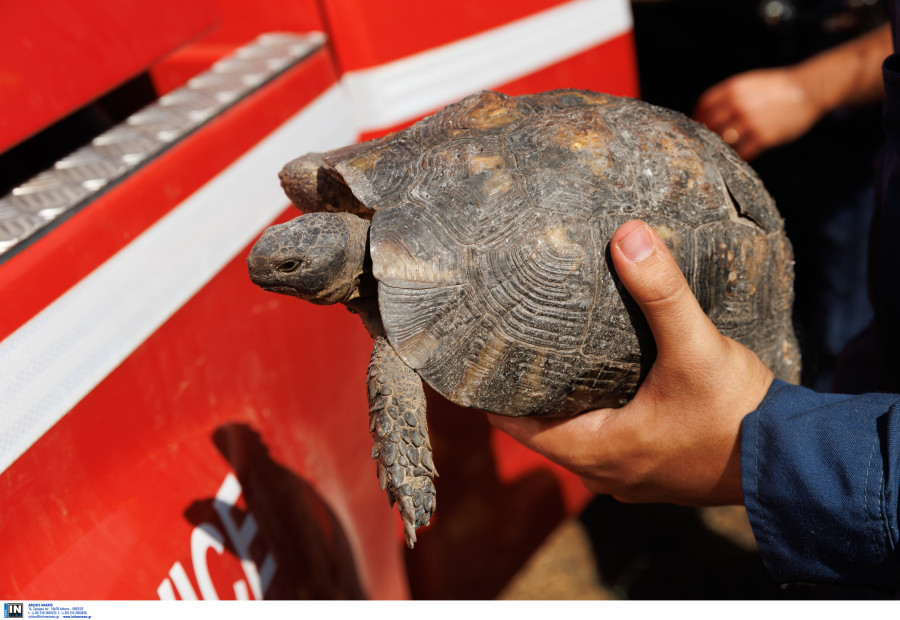 ΦΩΤΙΑ ΣΤΑΜΑΤΑ