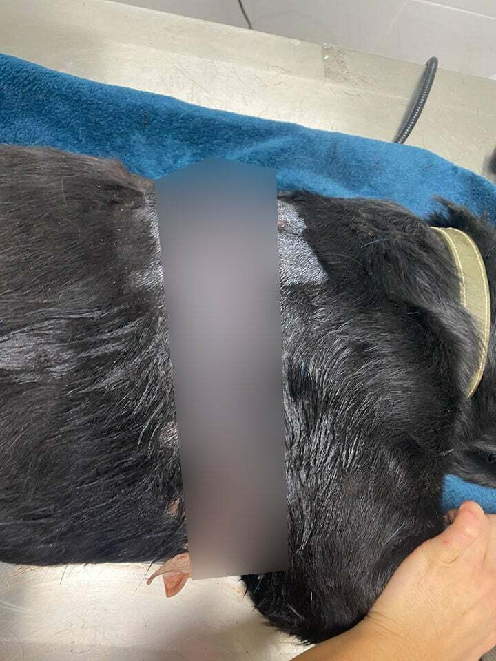 skilos vroxitsa4 c1319