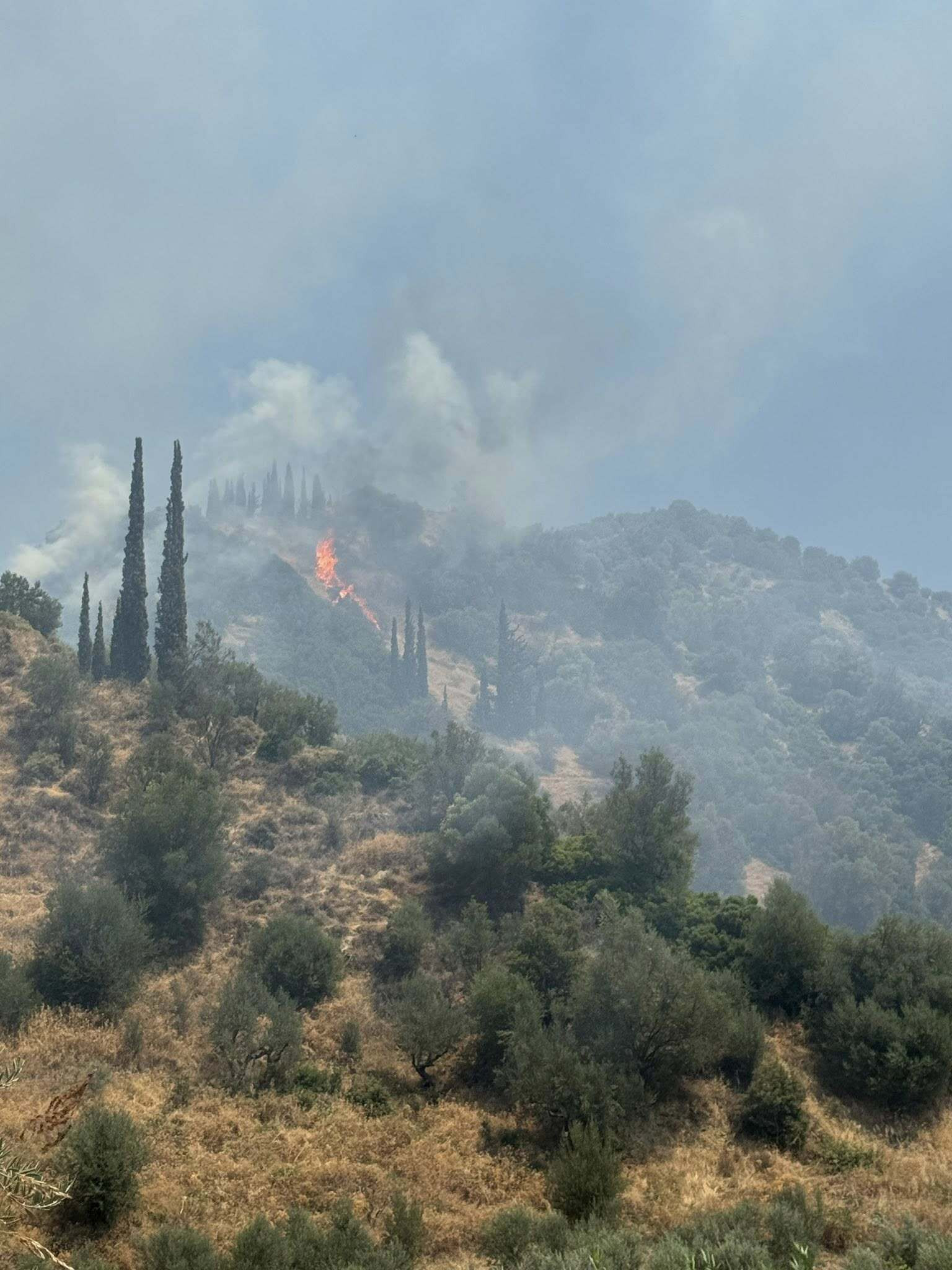 fotia news 117 d0a04