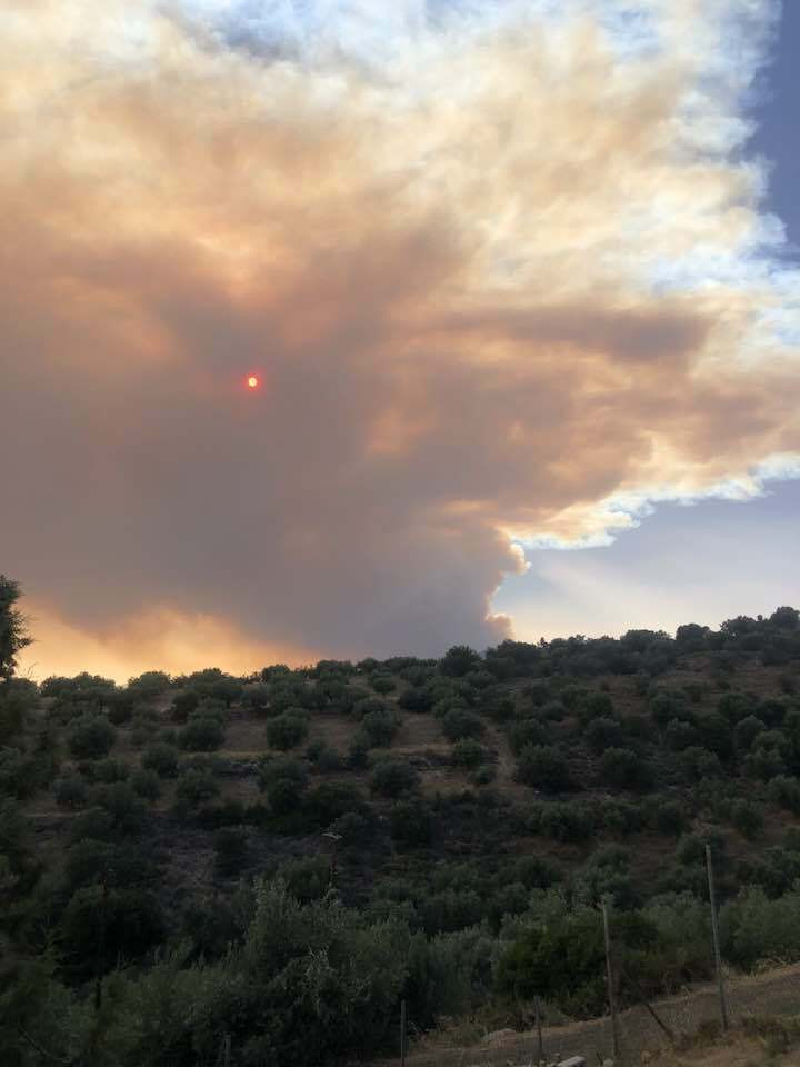 feneos tsetsekou 515b6