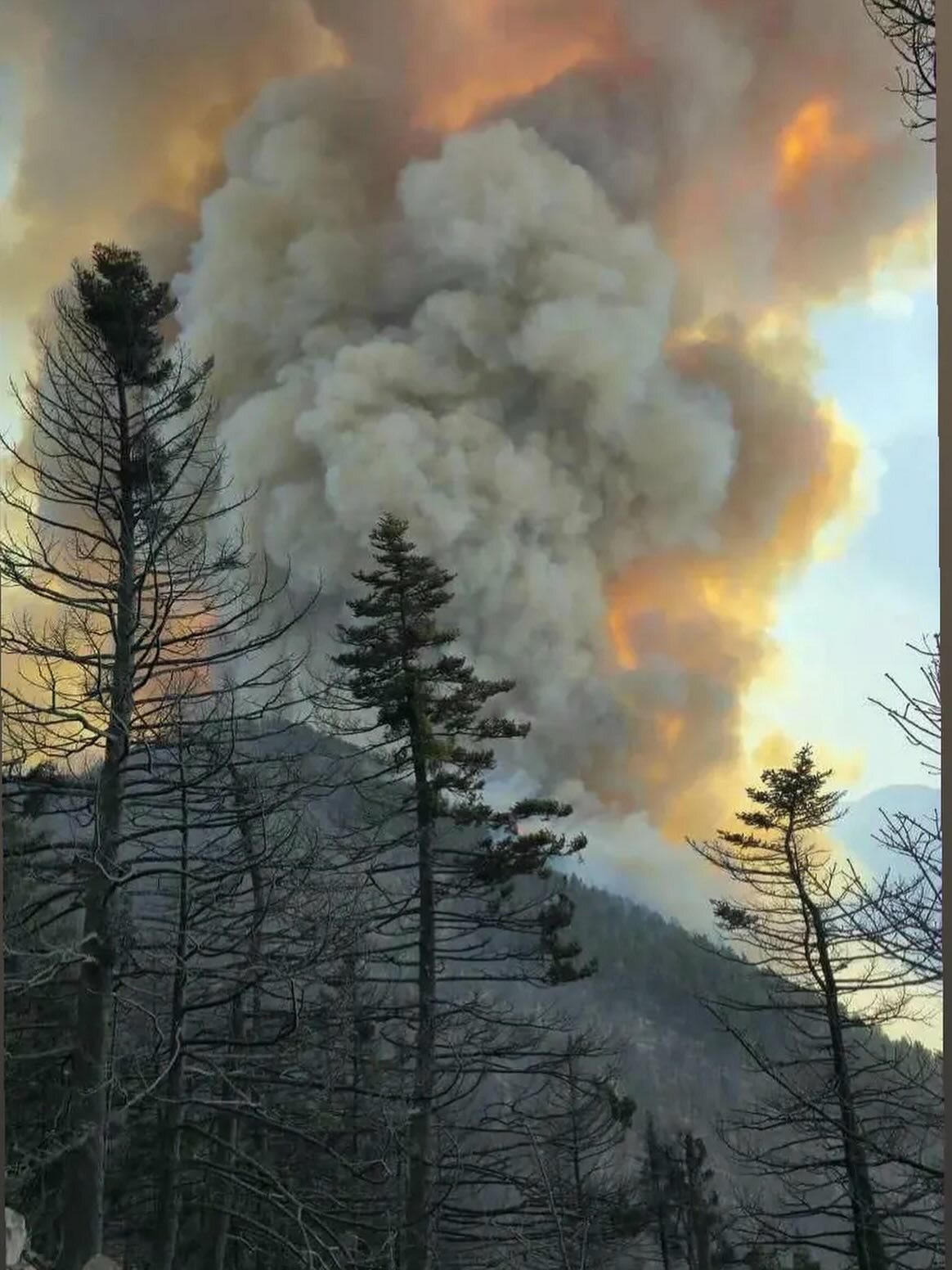 FOTIA FENEOS FORECAST a6654