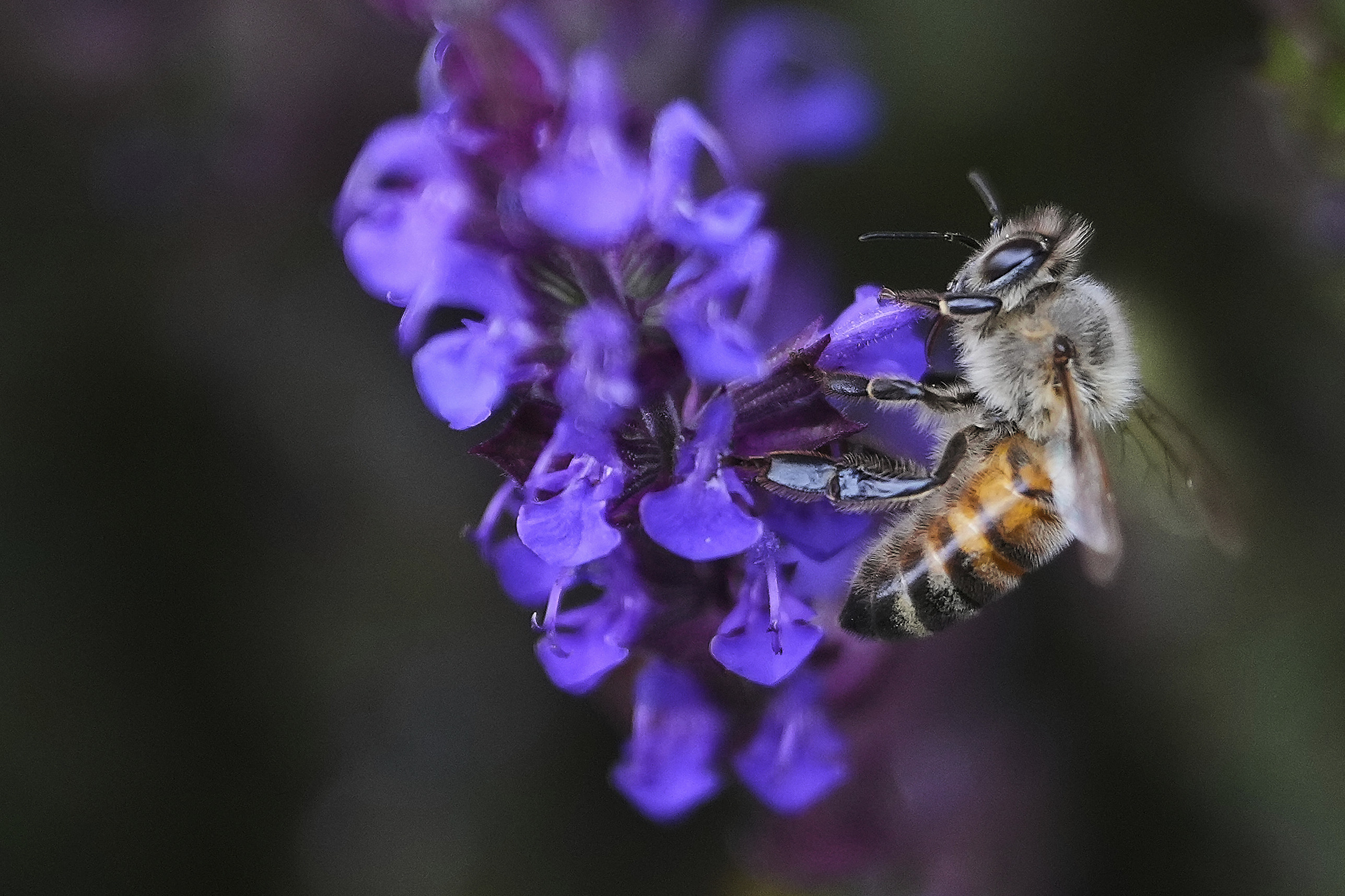 AP25176495344739 1 4d2e5