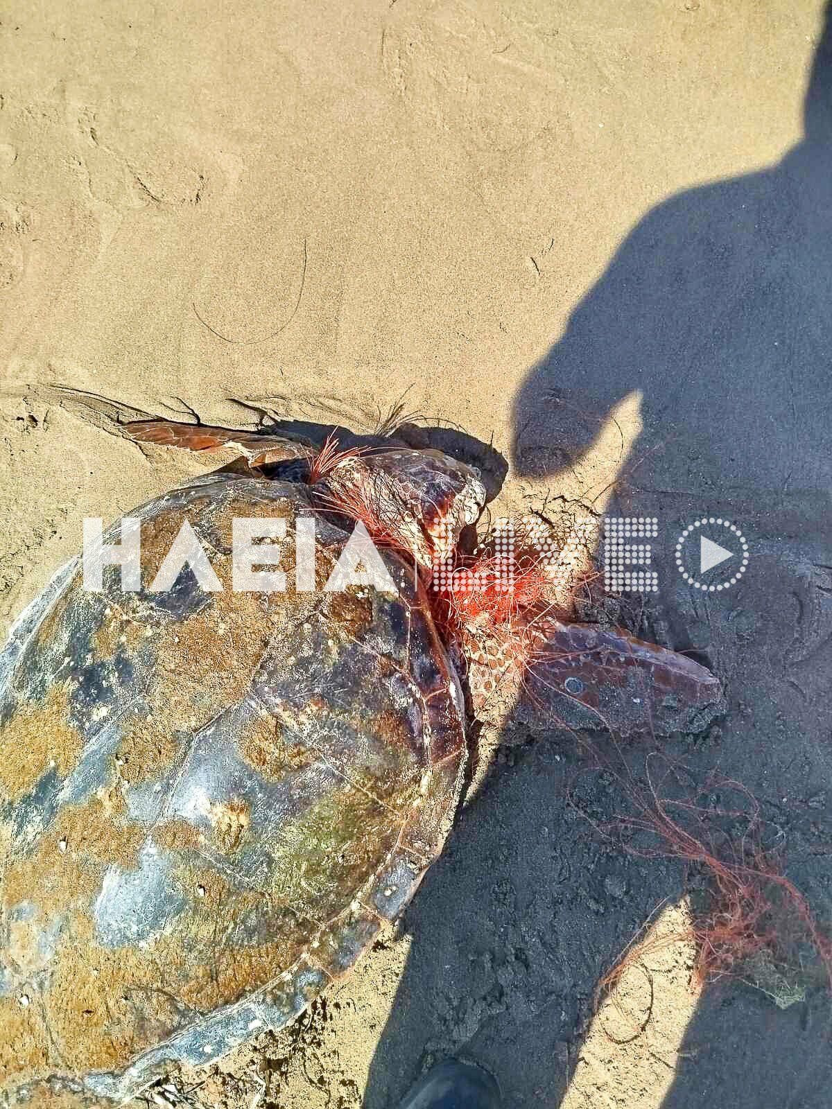 karetta karetta 192 6460b