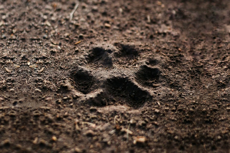 Together We Paw Festival, Δημοτική Αγορά Κυψέλης