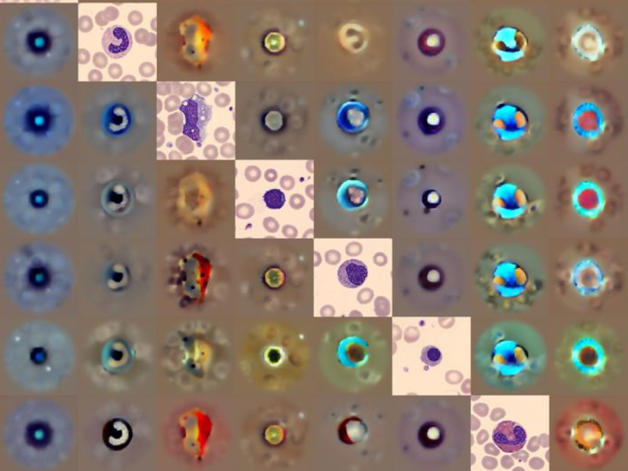 Low-Res_blood_cell_grid_961d0.png