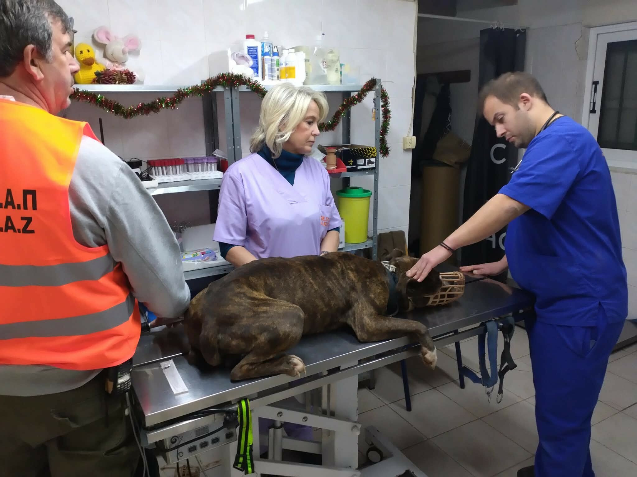 PITBULL 101234 a1e89