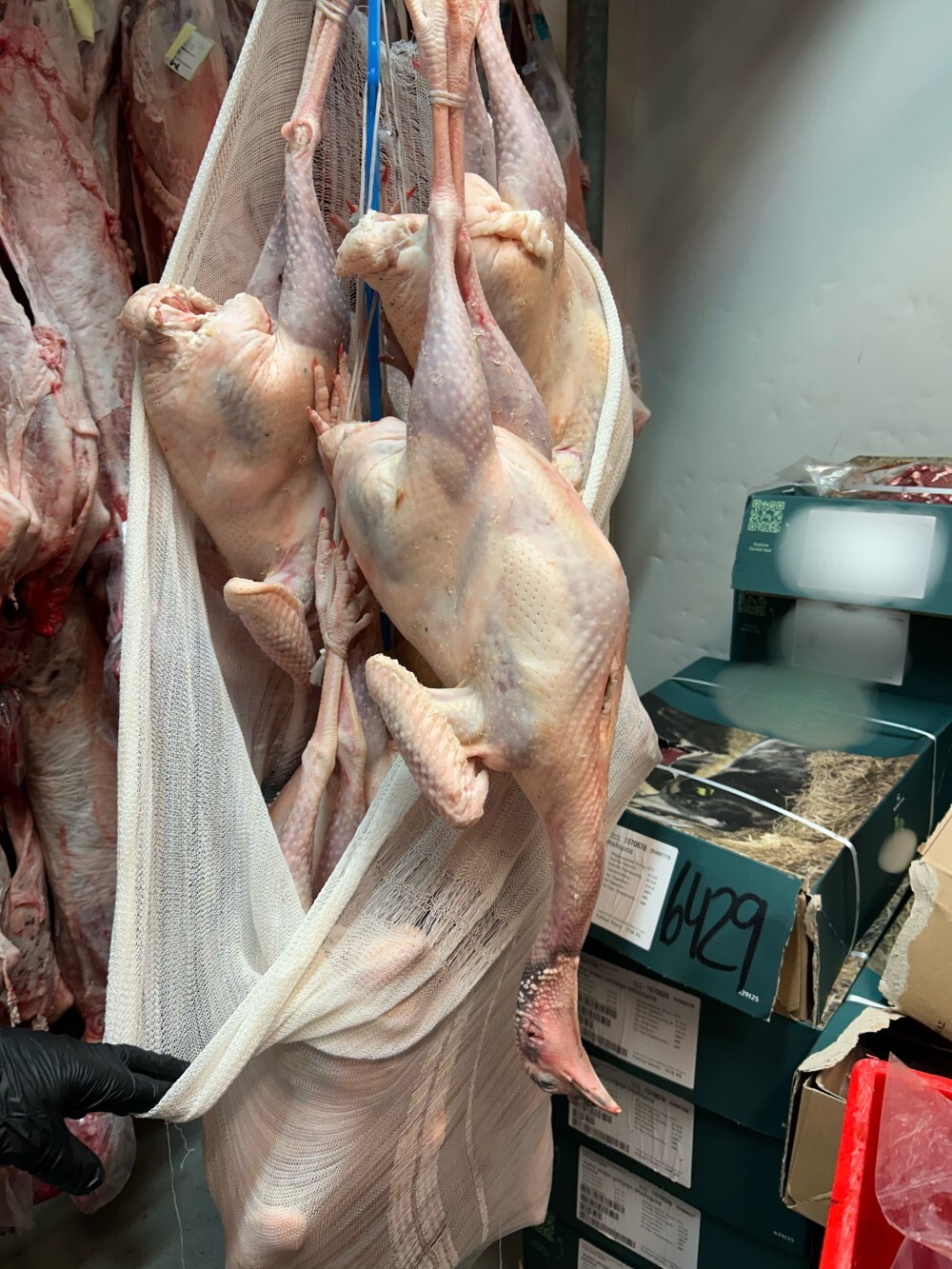 IMG 9664 1 1000x1333 a5eb1