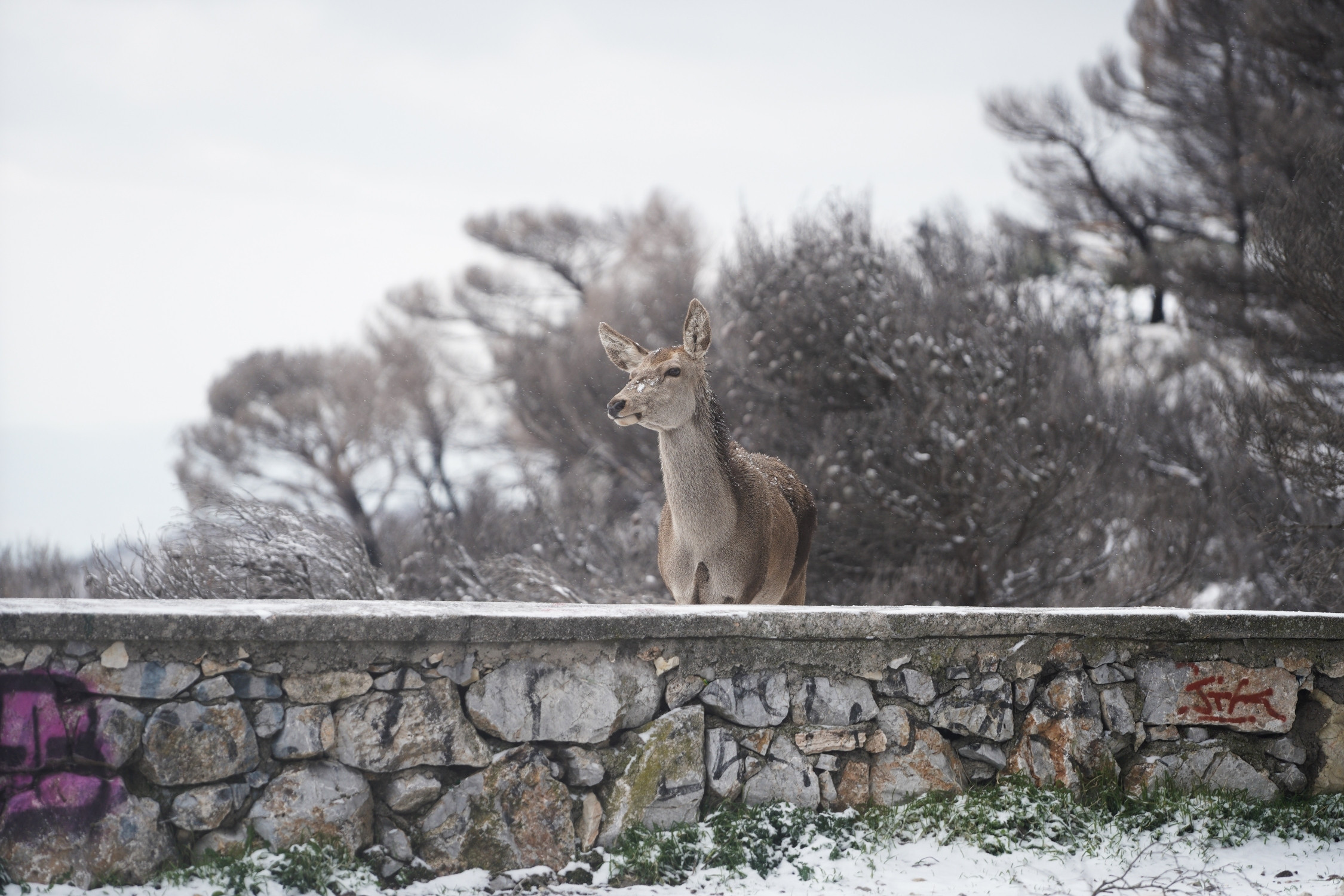 npa055281740047538 c0bf6