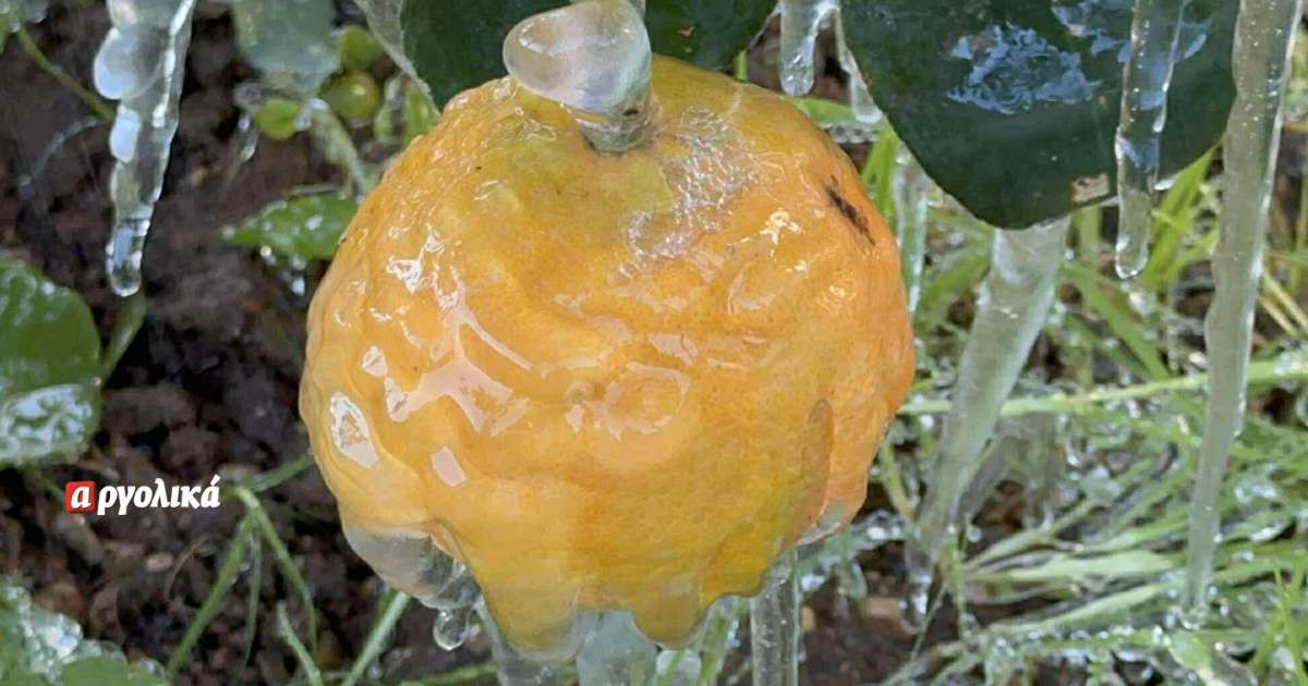 Pagetos argolika1 eef68