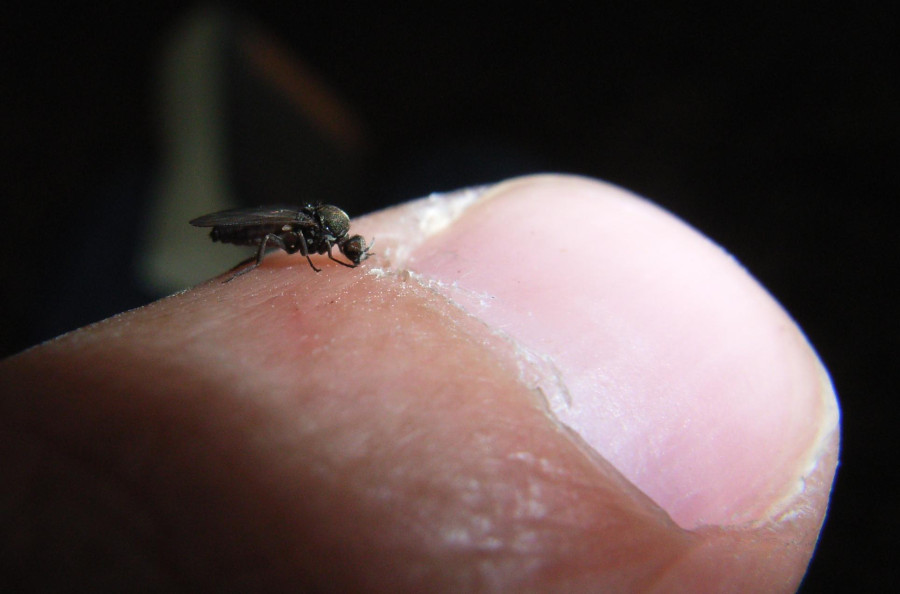 Biting_sandfly_bc75c.jpg
