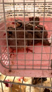 31032026 photo 4 169x300 e8794