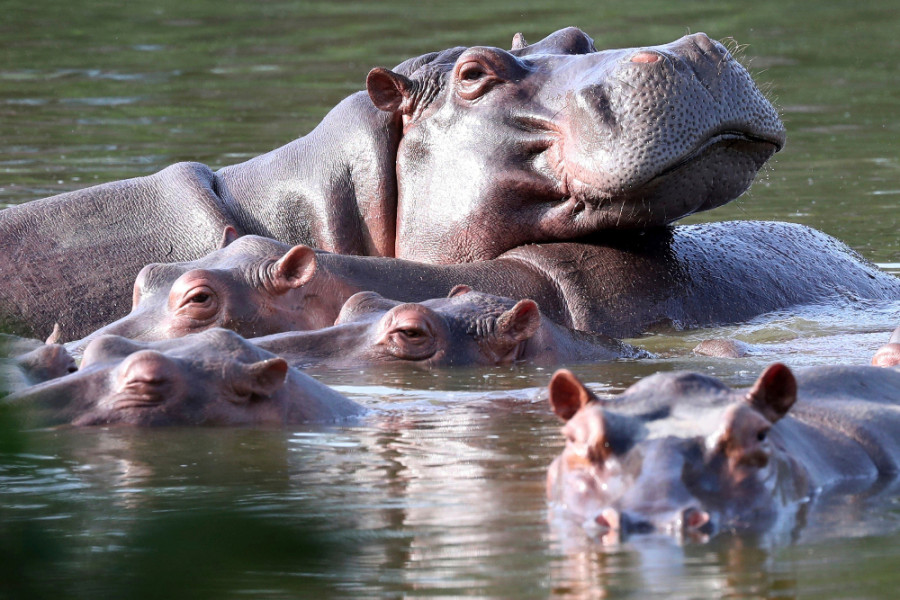 hippos_escobar2_e1a47.jpg