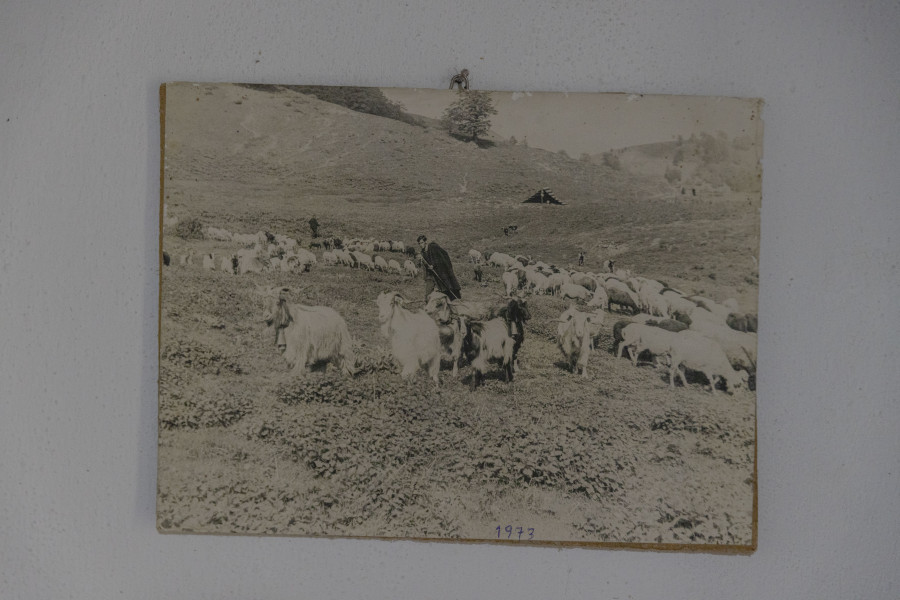 elenialbarosa-sheeppox12_ee193.jpg