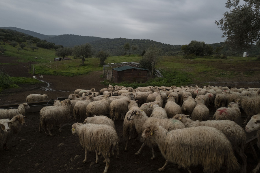 elenialbarosa-sheeppox11_fa4ab.jpg