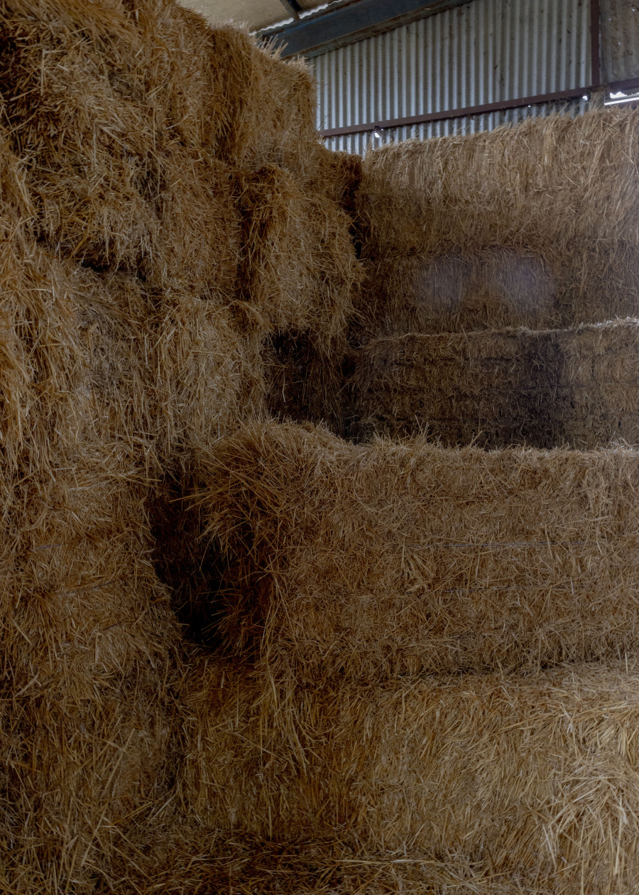 elenialbarosa-sheeppox17_85bb9.jpg