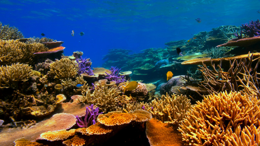 coral3_35a4a.jpg