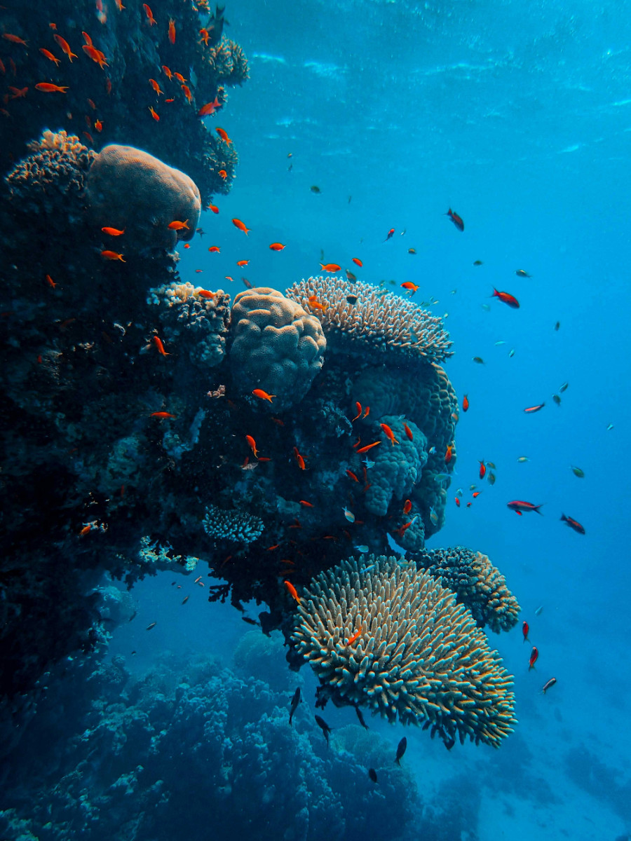 coral_e0216.jpg