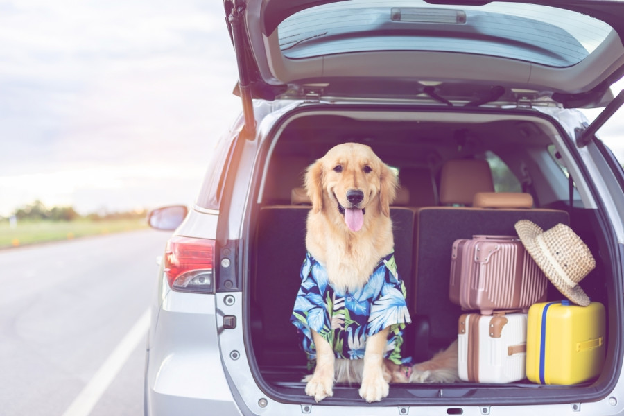shutterstock_2174404155_1_9c2eb.jpg