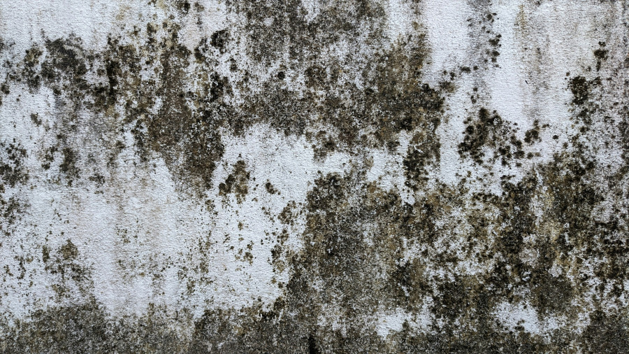 hydra-4x-IbNuthxvUM8-unsplash_1eb8a.jpg