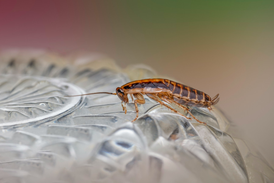 erik-karits-8dn7I7js0jk-unsplash_c585e.jpg
