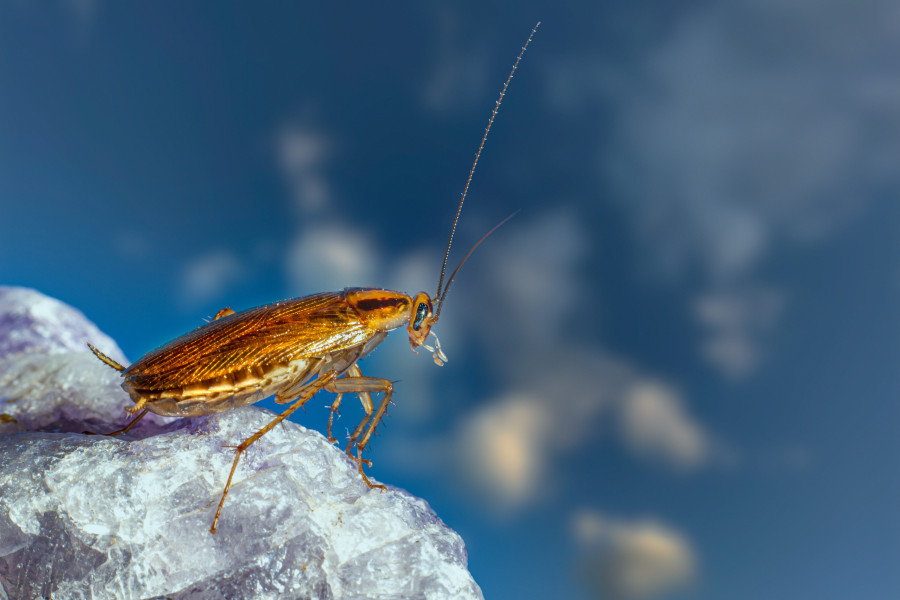 erik-karits-COYgM0WcBvQ-unsplash_870d1.jpg