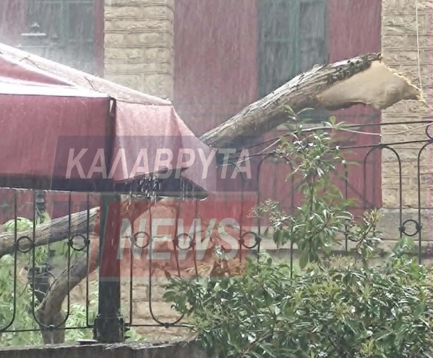 dendtro kalavryta fcda7
