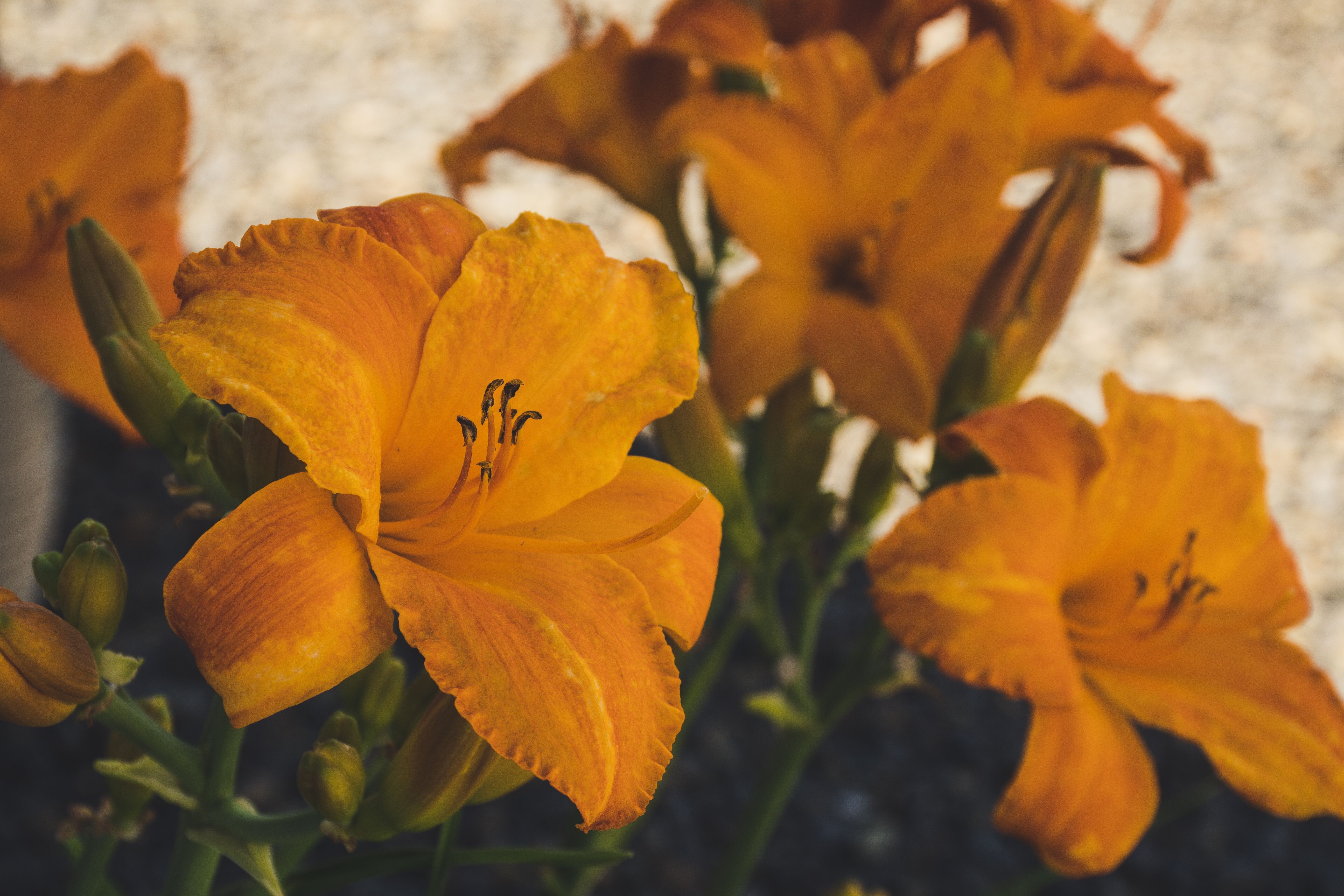 pexels brett sayles 1234904 7ec01