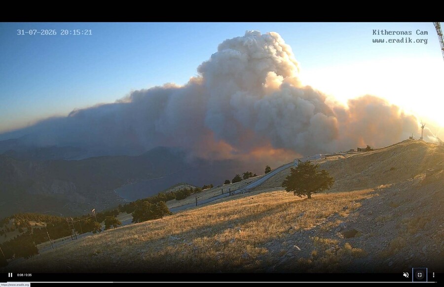 kithaironas_fotia_0232f.jpg