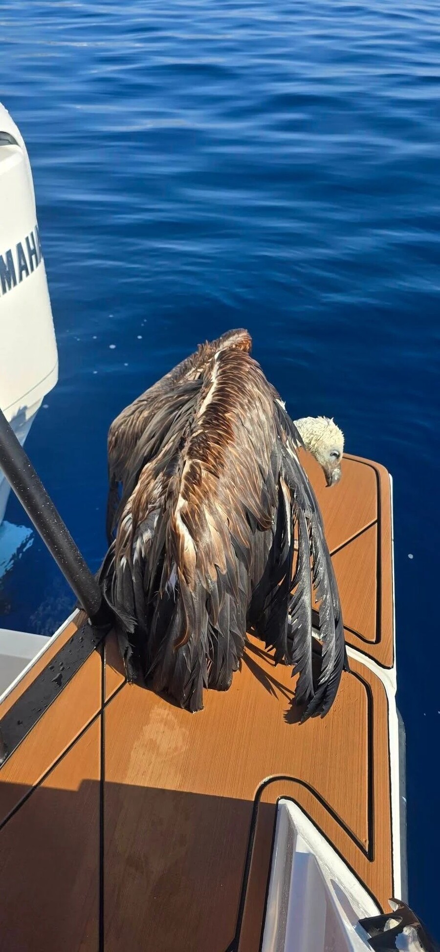 gypp_4832ffa831dd7a5e.jpg