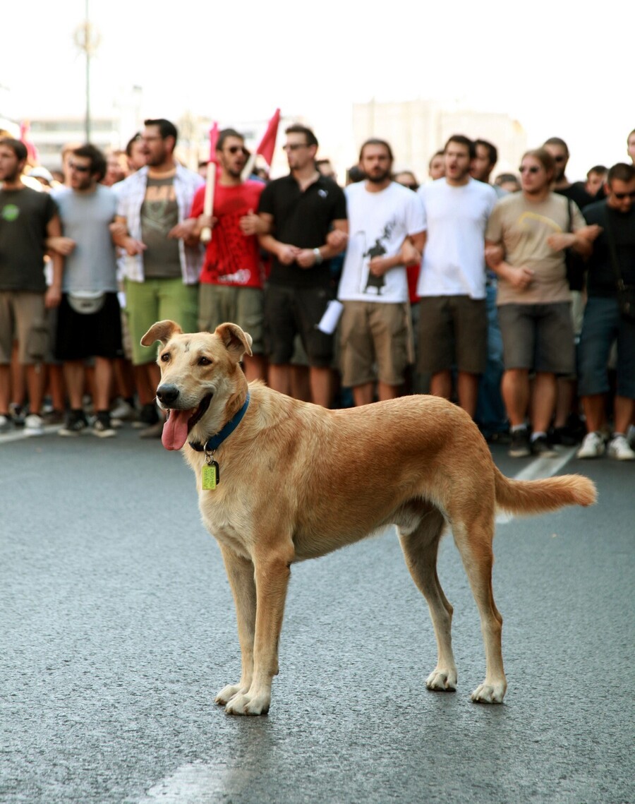 loukanikos6_28dccf4b8a6b9e1e.jpg