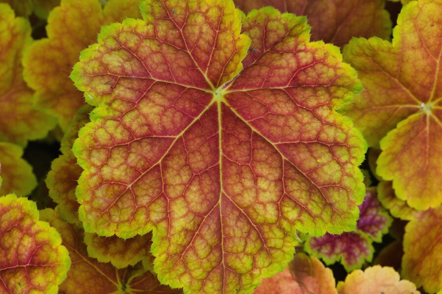 david-billington-kekfubwtc6u-unsplash_07e732f970789a22.jpg
