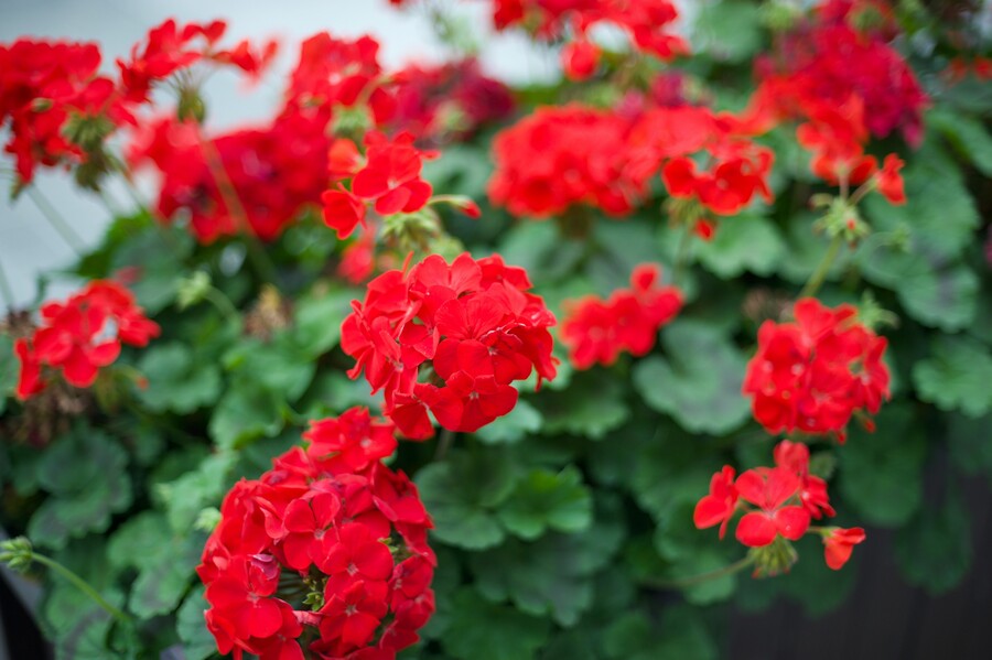 lab18-h-dpmcbxnno-unsplash_0d2a6d3313a2cf76.jpg
