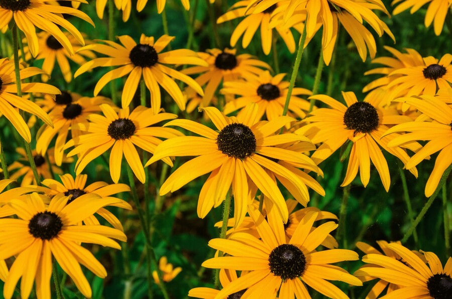 may-if900vz5sle-unsplash_0c59cd00041c5100.jpg