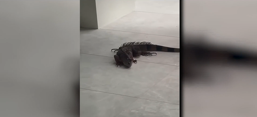 iguana_eaccce25d56f436a.png