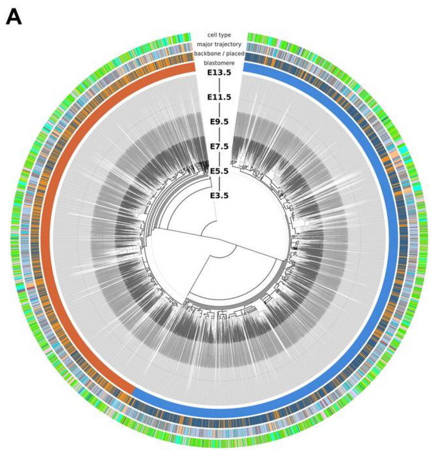 low-res_lineage_tree_c7350fad7a365a03.png