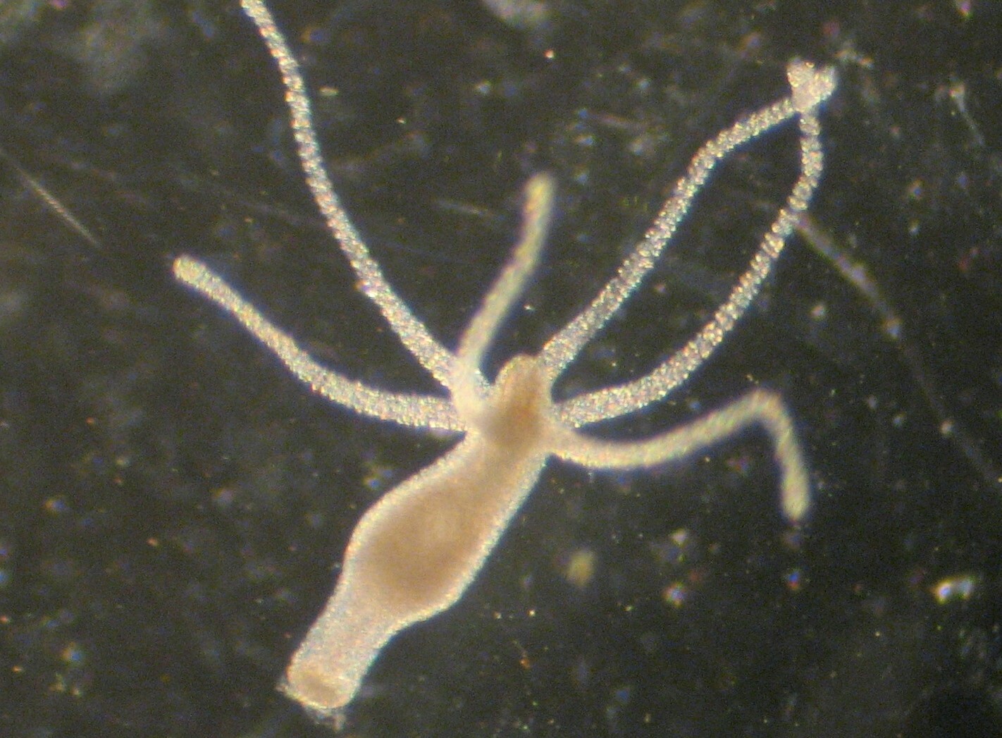 Ύδρα η αθάνατη