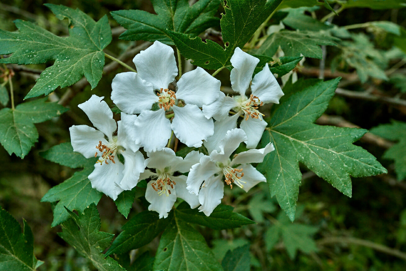 Αγριομηλιά Έβρου Κοράκης