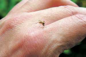 Χανιά: Αύριο ξεκινά η «μάχη» για την καταπολέμηση των κουνουπιών