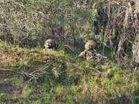 Νεκρός ανθυπασπιστής των ενόπλων Δυνάμεων, τον βρήκε η σύζυγός του