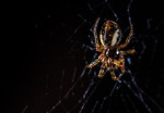 Photo: pexels