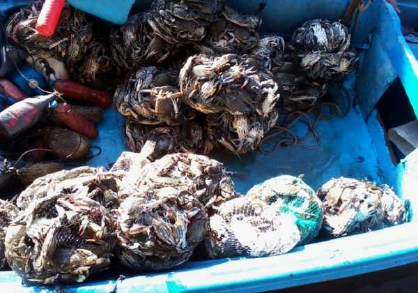 Αδηφάγα μπλε καβούρια «απειλούν» την Κέρκυρα