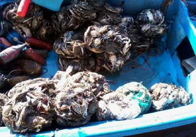 Αδηφάγα μπλε καβούρια «απειλούν» την Κέρκυρα