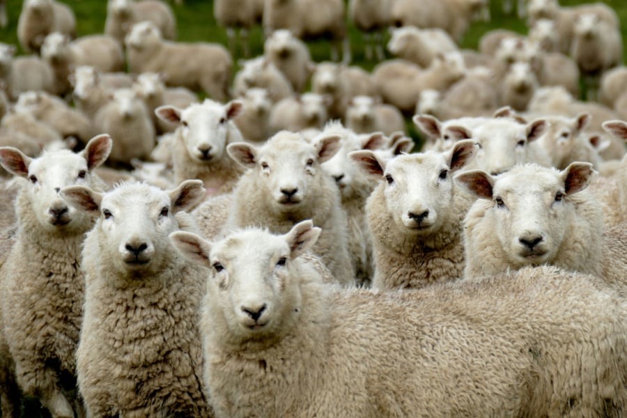 ΟΠΕΚΕΠΕ: Ελεύθεροι με όρους άλλοι δύο κατηγορούμενοι για τις παράνομες ευρωπαϊκές επιδοτήσεις