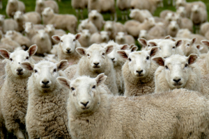 ΟΠΕΚΕΠΕ: Ελεύθεροι με όρους άλλοι δύο κατηγορούμενοι για τις παράνομες ευρωπαϊκές επιδοτήσεις