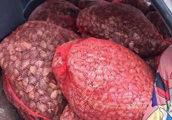 Κατασχέθηκαν 659 κιλά όστρακα, ακατάλληλα για κατανάλωση