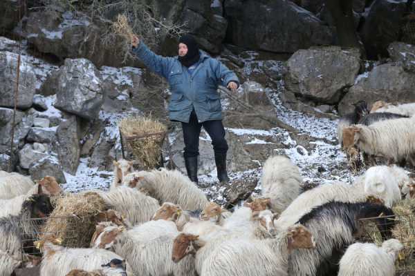 Η εγκύκλιος για την συνδεδεμένη ενίσχυση κτηνοτρόφων